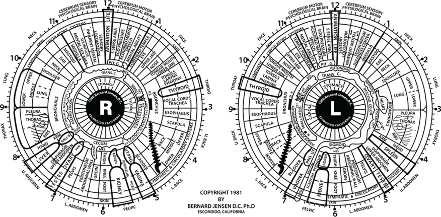 Iridology image
